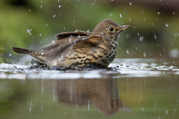 Badende Zanglijster (Turdus philomelos) 