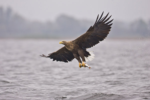 Zeearend (Haliaeetus albicilla) met prooi