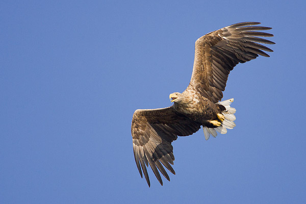 Zeearend (Haliaeetus albicilla) in vlucht