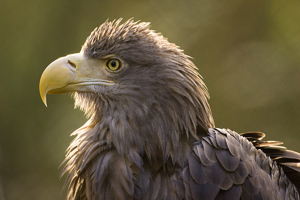 Portret van een Zeearend (Haliaeetus albicilla) 