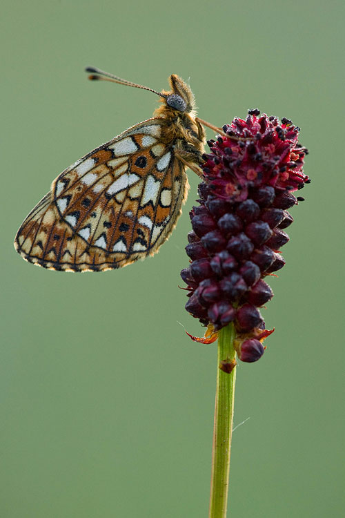 Zilveren maan (Boloria selene) op grote pimpernel