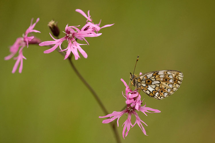 Zilveren maan (Boloria selene) op echte koekoeksbloem