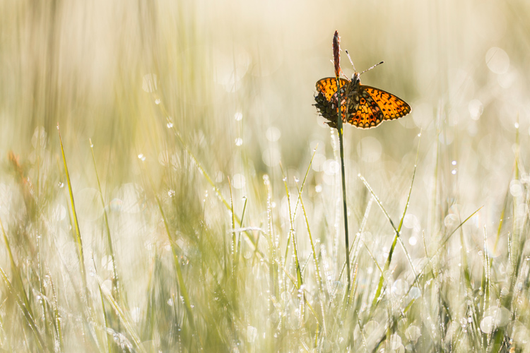 Zilveren maan (Boloria selene) in tegenlicht