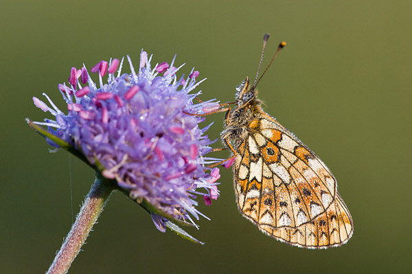 Zilveren maan (Boloria selene) in ochtendsferen