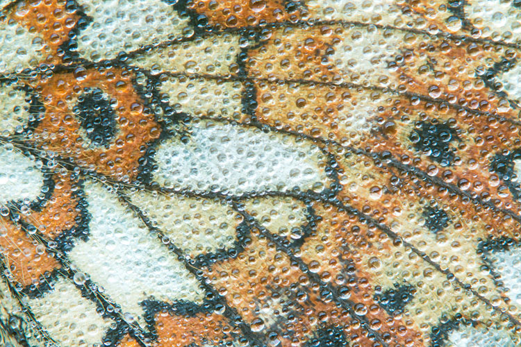 Close-up van de vleugel van een Zilveren maan (Boloria selene) 