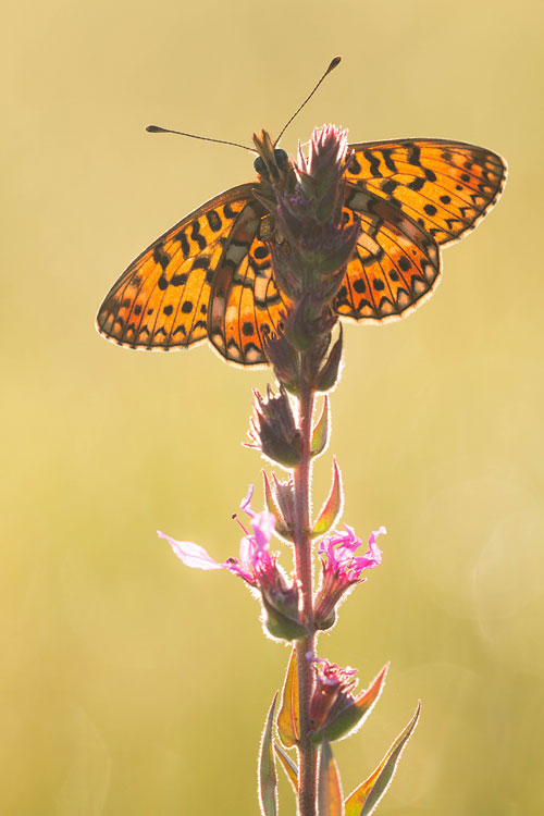 Zilveren maan (Boloria selene) spreid zijn vleugels op kattenstaart