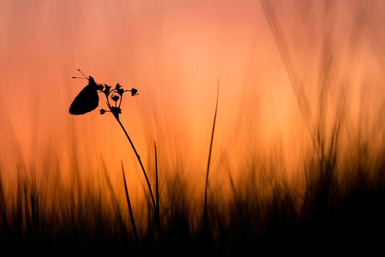 Zilveren maan (Boloria selene) silhouette bij zonsopkomst