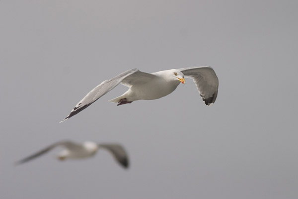 Zilvermeeuw (Larus argentatus) 