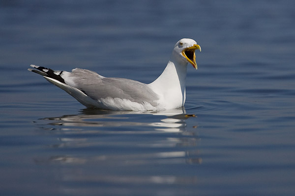 Zwemmende Zilvermeeuw (Larus argentatus) 