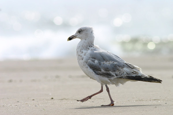 Jonge Zilvermeeuw (Larus argentatus) 