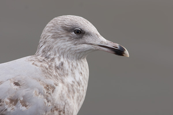 2e jaars Zilvermeeuw (Larus argentatus) portret