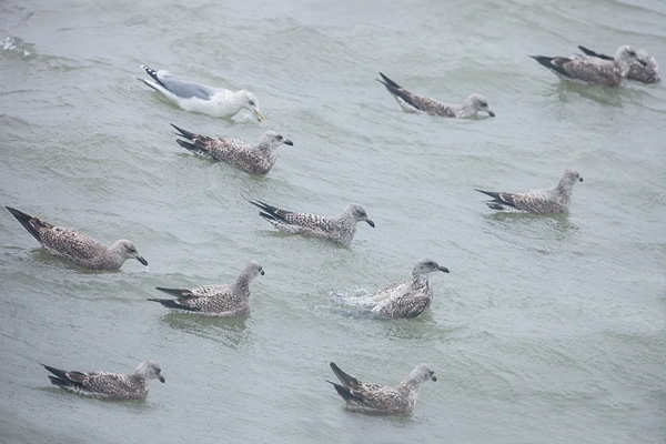 Lange sluitertijd met zilvermeeuwen en woeste golven