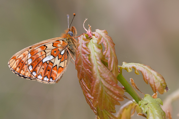 Zilvervlek (Boloria euphrosyne) 