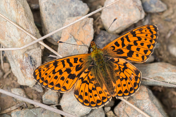 De bovenkant van de vleugels van een Zilvervlek (Boloria euphrosyne) 