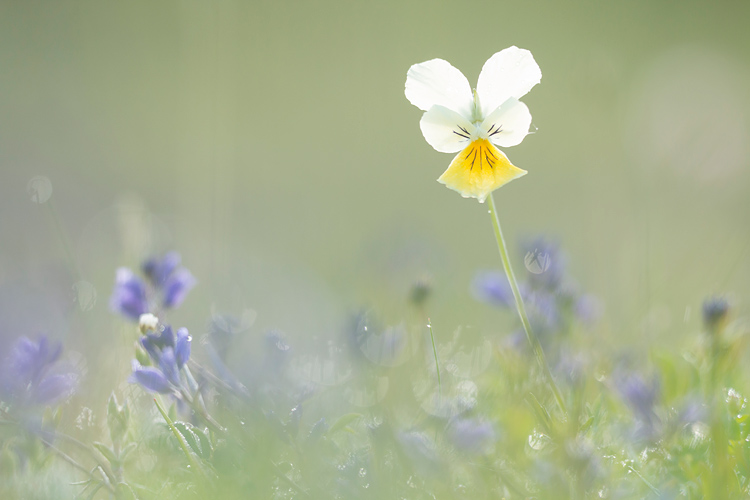 Zinkviooltje (Viola lutea ssp. calaminaria) 