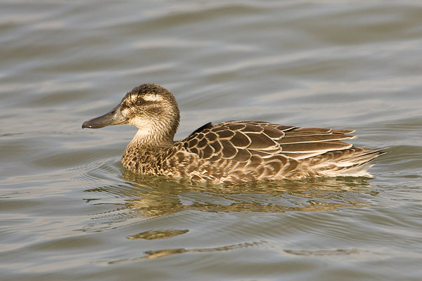 Zomertaling (Anas querquedula) 