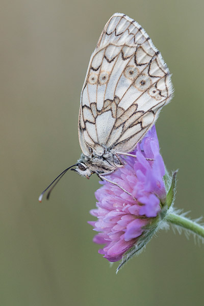 Zuidelijk dambordje (Melanargia russiae) op beemdkroon