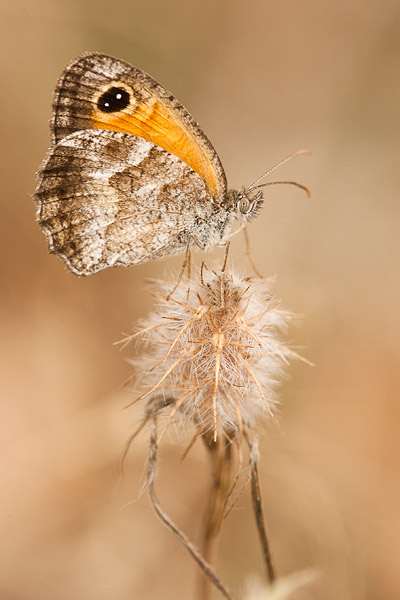 Zuidelijk oranje zandoogje (Pyronia cecilia) 