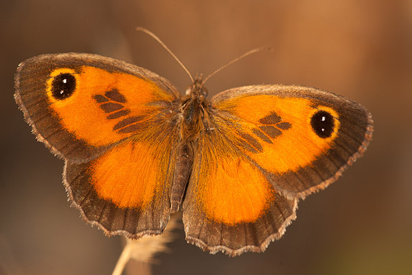 Zuidelijk oranje zandoogje (Pyronia cecilia) 