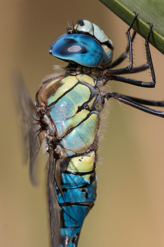 Mannetje van de zuidelijke glazenmaker (Aeshna affinis)