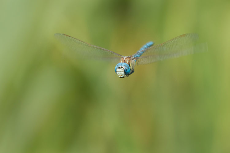 Mannetje van de zuidelijke glazenmaker (Aeshna affinis)  in vlucht