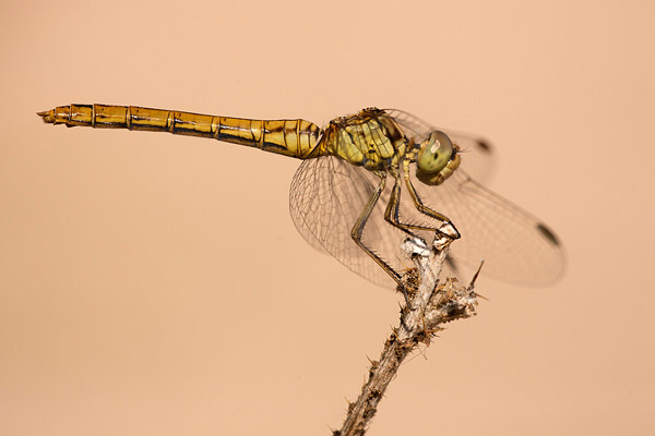 Zuidelijke heidelibel (Sympetrum meridionale) 