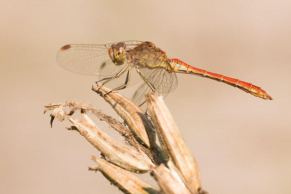 Zuidelijke heidelibel (Sympetrum meridionale) uitgekleurde man