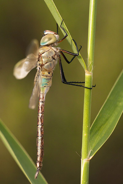 Zuidelijke keizerlibel (Anax parthenope) 