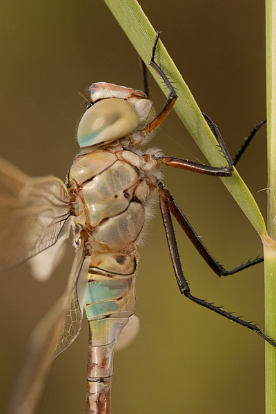 Zuidelijke keizerlibel (Anax parthenope) close-up