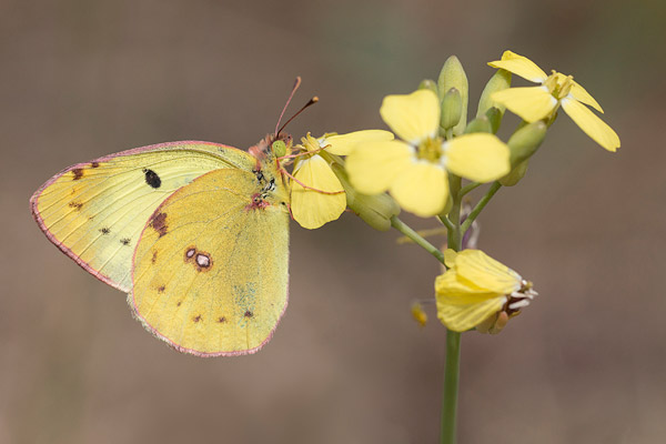 Zuidelijke luzernevlinder (Colias alfacariensis) 