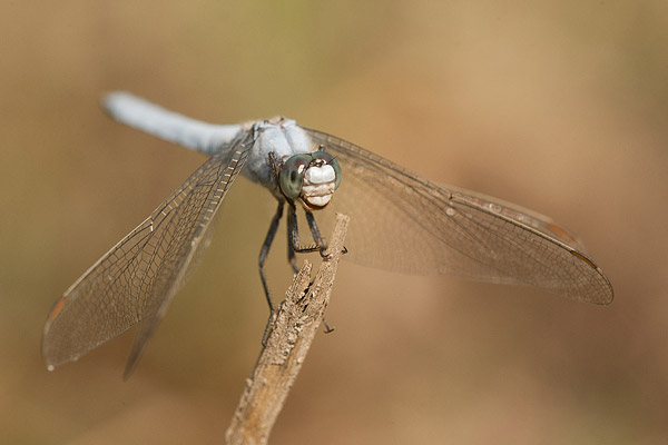 Zuidelijke oeverlibel (Orthetrum brunneum) mannetje