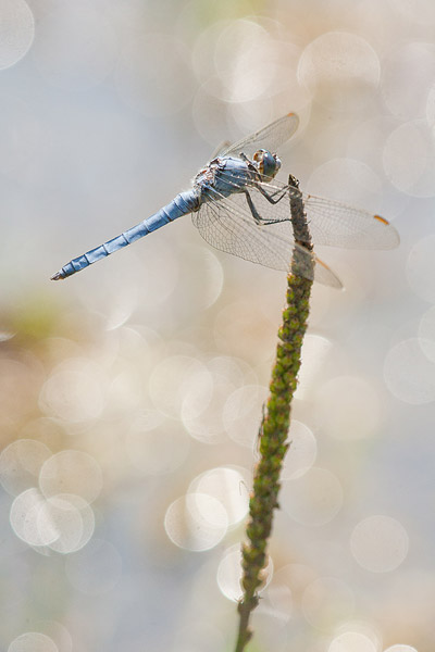 Zuidelijke oeverlibel (Orthetrum brunneum) man