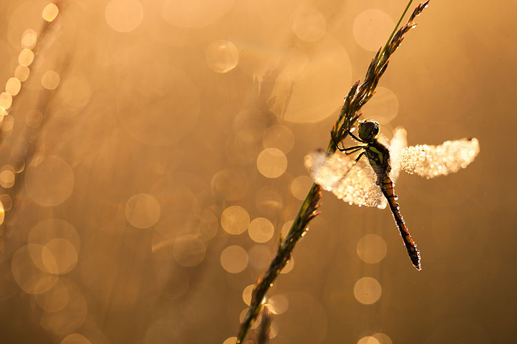 Zwarte heidelibel (Sympetrum danae) in tegenlicht