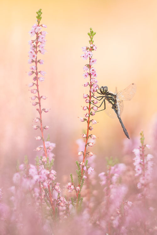 Mannetje Zwarte heidelibel (Sympetrum danae) in bloeiende heide