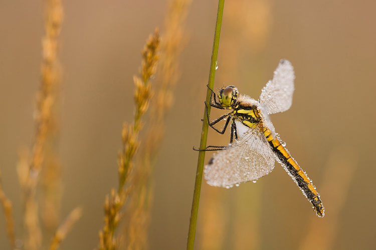 Vrouwtje Zwarte heidelibel (Sympetrum danae) 