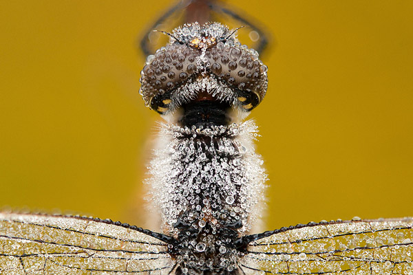 Close-up van een bedauwde zwarte heidelibel (Sympetrum danae)