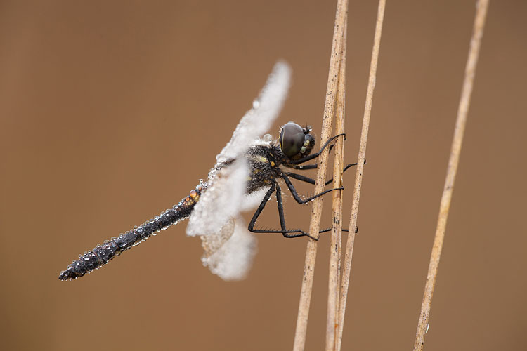 Zwarte heidelibel (Sympetrum danae) mannetje