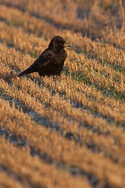 Zwarte kraai (Corvus corone) 