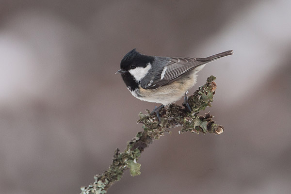 Zwarte mees (Periparus ater) in de sneeuw