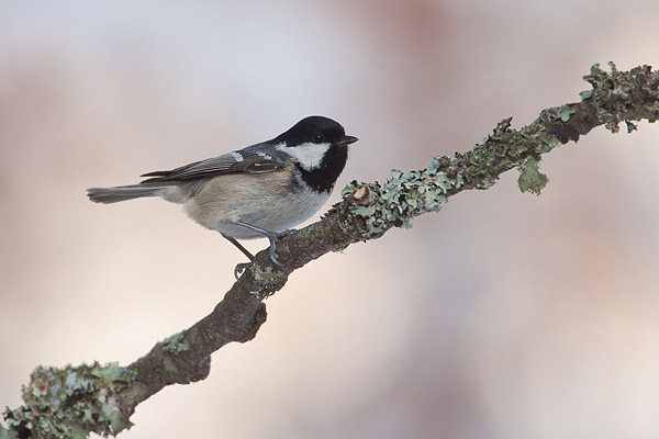 Zwarte mees (Periparus ater)