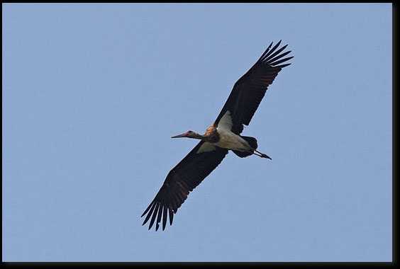 Zwarte ooievaar (Ciconia nigra) 