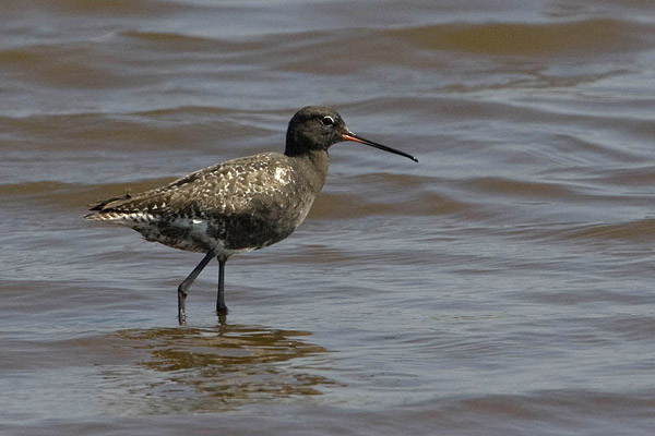 Zwarte ruiter (Tringa erythropus) 