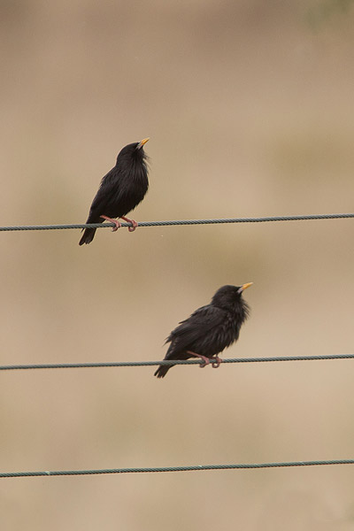 Zwarte spreeuw (Sturnus unicolor) 