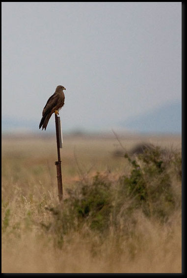 Zwarte wouw (Milvus migrans) bij La Crau