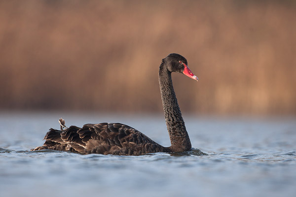 Zwarte zwaan (Cygnus atratus) 