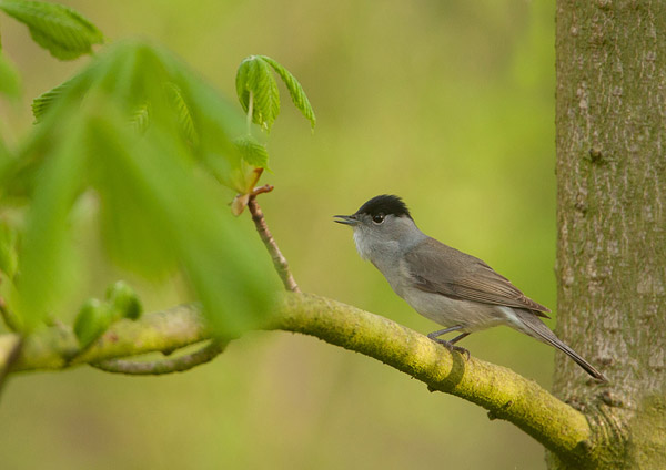 Zwartkop (Sylvia atricapilla) mannetje in voorjaarssetting