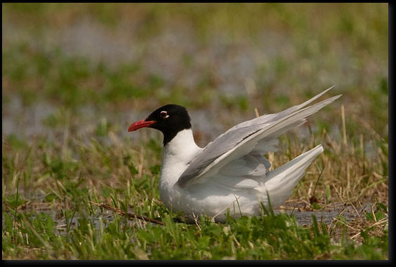 Zwartkopmeeuw (Ichthyaetus melanocephalus) 