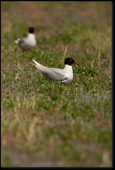 Zwartkopmeeuw (Ichthyaetus melanocephalus) 