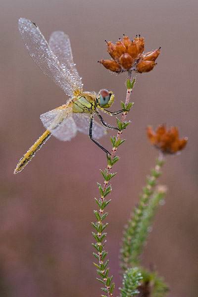 Zwervende heidelibel (Sympetrum fonscolombii) 