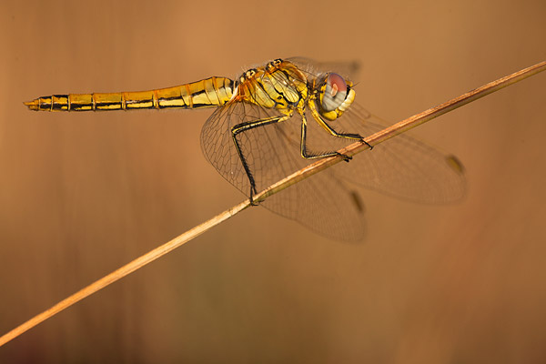 Zwervende heidelibel (Sympetrum fonscolombii) 